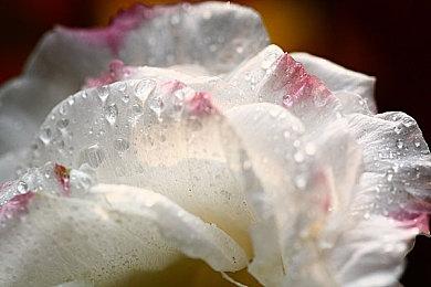 《侏罗纪世界：进化2》上架Steam 国区售价163元